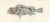 Mid 19th Century Museum-Quality Illustration of Pacific Fish, 1846, Paper For Sale - Image 5 of 12