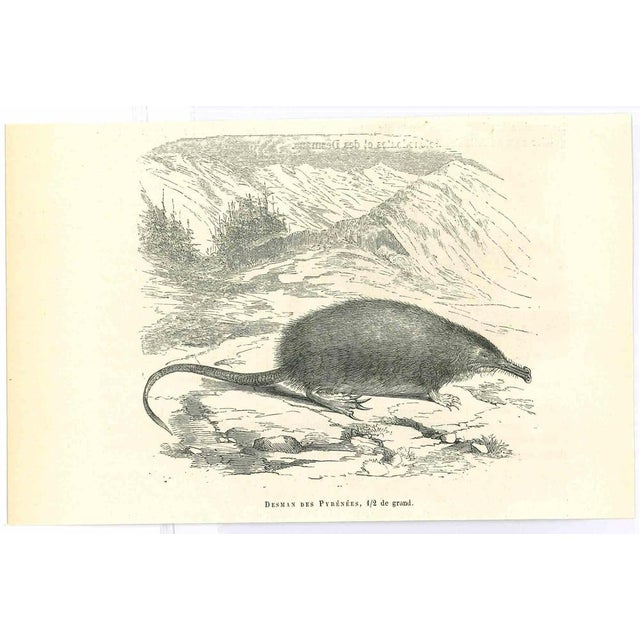 Desman is an original lithograph on ivory-colored paper, realized by Paul Gervais (1816-1879). The artwork is from The...