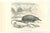 Desman is an original lithograph on ivory-colored paper, realized by Paul Gervais (1816-1879). The artwork is from The...