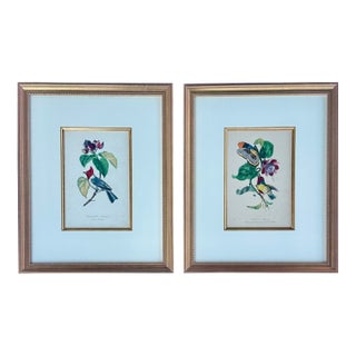 Flora Red-Crested Cardinal & Barbet Bird Butterfly , Original Prints by Descourtilz, 1834 (Pair) For Sale