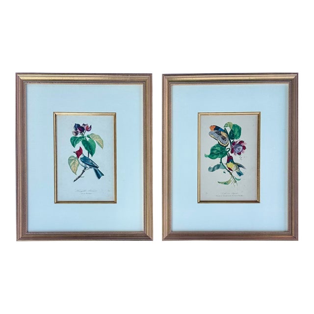 Flora Red-Crested Cardinal & Barbet Bird Butterfly , Original Prints by Descourtilz, 1834 (Pair) For Sale