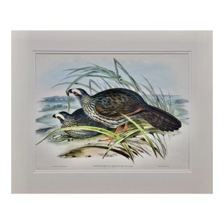 White Eye-Browed Partridges: Hand-Colored Folio-Sized Bird Lithograph by Gould, 1840-1848 For Sale