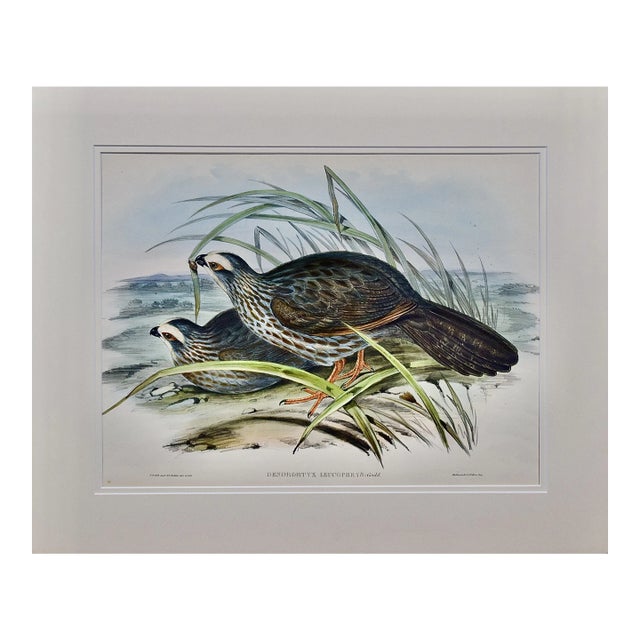 White Eye-Browed Partridges: Hand-Colored Folio-Sized Bird Lithograph by Gould, 1840-1848 For Sale