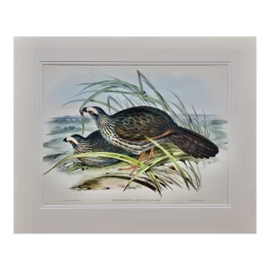 White Eye-Browed Partridges: Hand-Colored Folio-Sized Bird Lithograph by Gould, 1840-1848