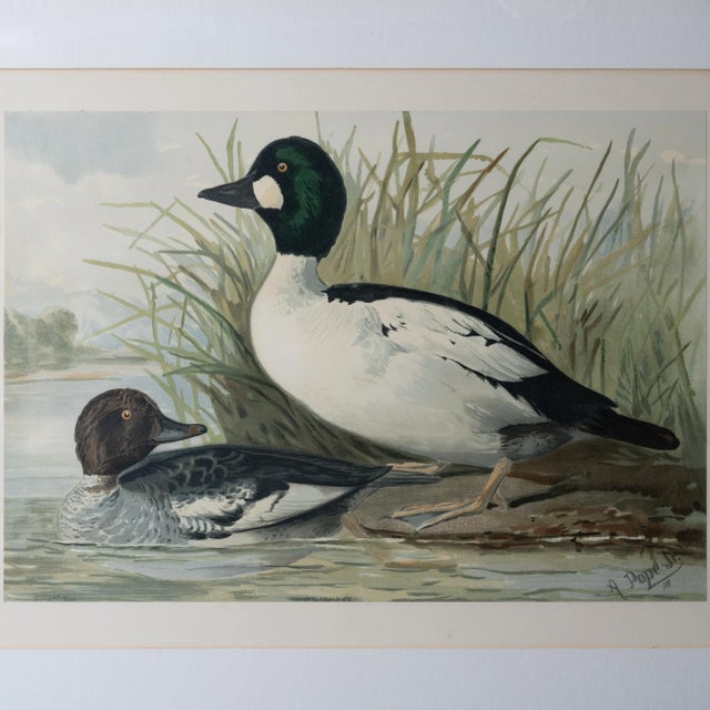 Late 19th Century A Pair of Alexander Pope Jr. Duck Chromolithographs, 1878 For Sale - Image 5 of 12