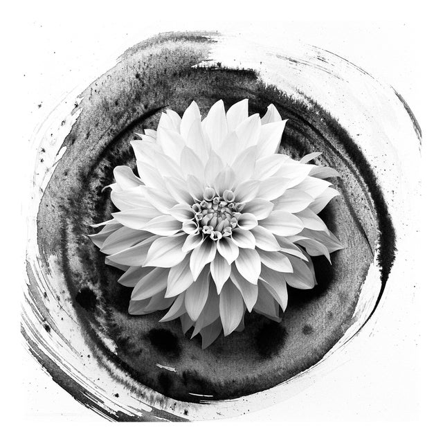 Dahlia on Ink #2 - Floral Film Photography, Limited Edition of 20 2023 For Sale