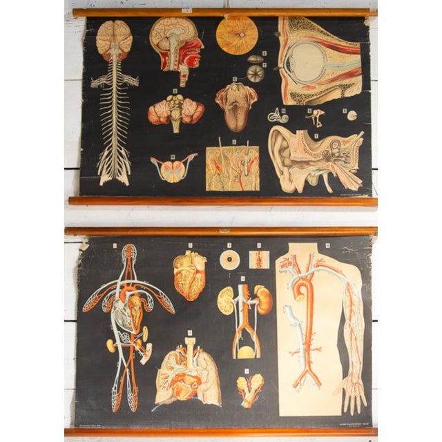 Human Anatomy Charts from Allardi Publisher, 1950s, Set of 2 For Sale - Image 3 of 14
