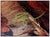 Late 20th Century Private Adagio, Stephen Shortridge For Sale - Image 4 of 6