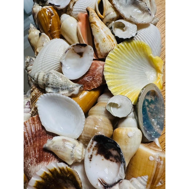 Palm Beach Seashell Encrusted Round Mirror Circa 1970s For Sale In Miami - Image 6 of 9