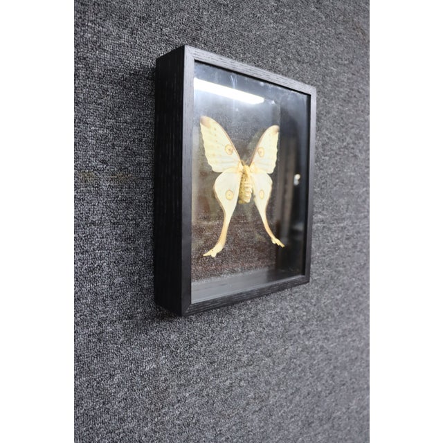 Framed Female Comet Moth Shadow Box Specimen Display For Sale - Image 4 of 10