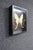 Framed Female Comet Moth Shadow Box Specimen Display For Sale - Image 4 of 10