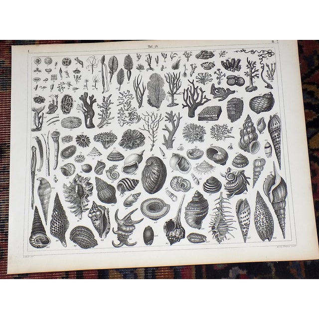 Realism Antique 19th Century Sea Shells & Botanical Lithographs - Set of 4 For Sale - Image 3 of 6