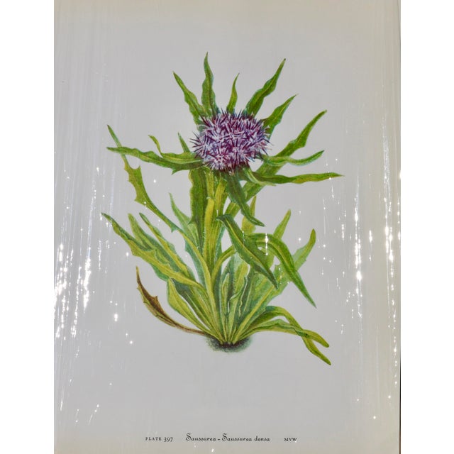 Cream Set of 12 Vintage Botanical Prints Unframed For Sale - Image 8 of 14