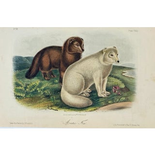 Artic Fox Original by John James Audubon, 1842 For Sale