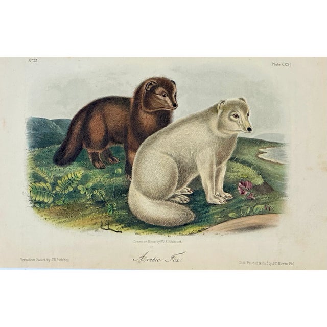 Artic Fox Original by John James Audubon, 1842 For Sale