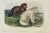 Artic Fox Original by John James Audubon, 1842 For Sale