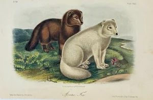 Artic Fox Original by John James Audubon, 1842