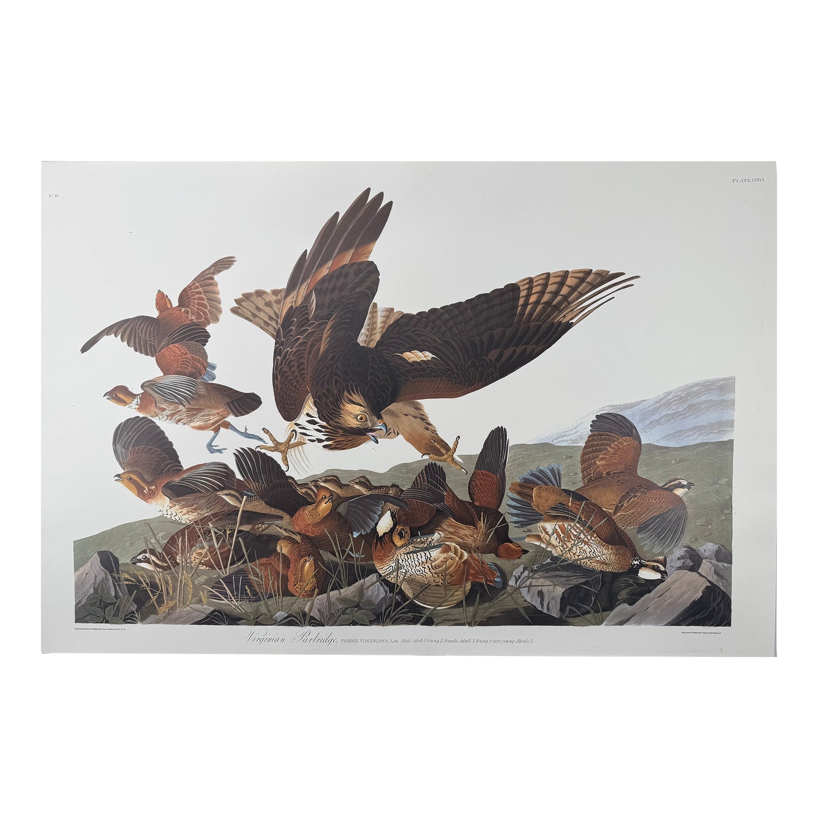1980s Large Audubon Birds of America Print, Virginia Partridge and Hawk ...