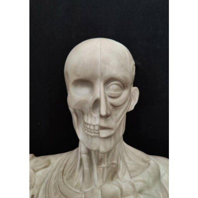 Jean-Antoine Houdon, Anatomical Bust from the Houdon Model, Carrara Marble For Sale - Image 6 of 12