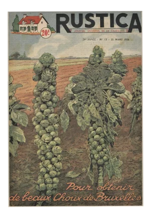 Matted French Mid-Century Country Kitchen Art-Vegetables-Brussels Sprouts