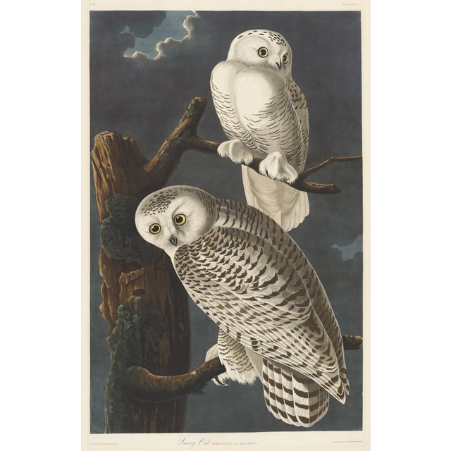 Vintage Reproductions 1966 John James Audubon Bird Prints Featuring Owls - Collection of 4 For Sale In Washington DC - Image 6 of 9