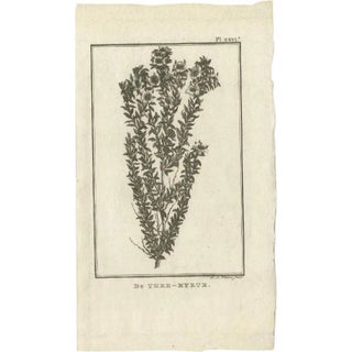 Cook, Myrtus or Myrtle Plant, 1803, Paper For Sale