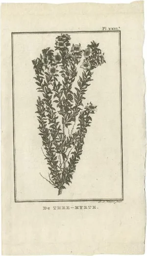 Cook, Myrtus or Myrtle Plant, 1803, Paper