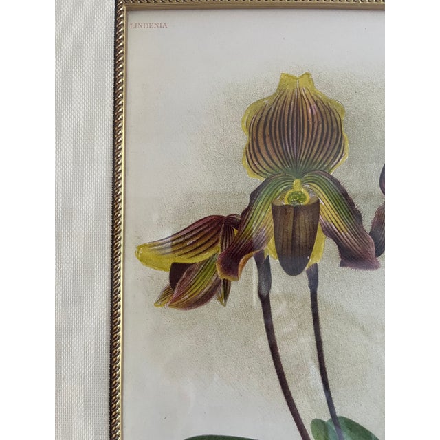 Late 20th Century Lindenia Orchid Lithograph: Cypripendium Vexxillarium RCHB.Pl. CCCLX For Sale - Image 5 of 7