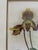Late 20th Century Lindenia Orchid Lithograph: Cypripendium Vexxillarium RCHB.Pl. CCCLX For Sale - Image 5 of 7