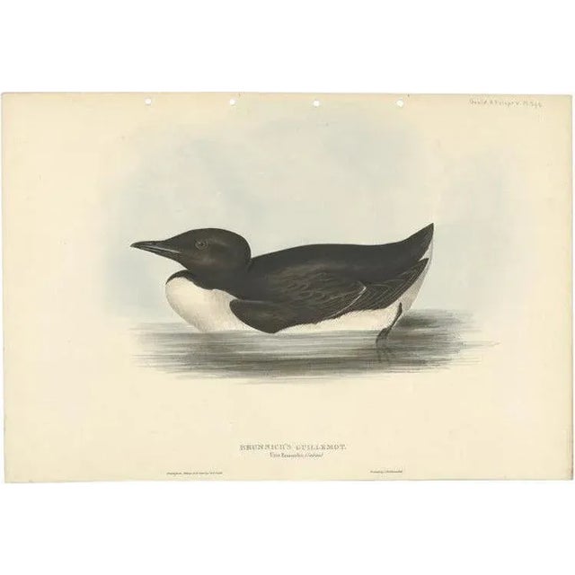 Early 19th Century J. Gould, Thick-Billed Murre, 1832, Paper For Sale - Image 5 of 5