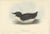 Early 19th Century J. Gould, Thick-Billed Murre, 1832, Paper For Sale - Image 5 of 5