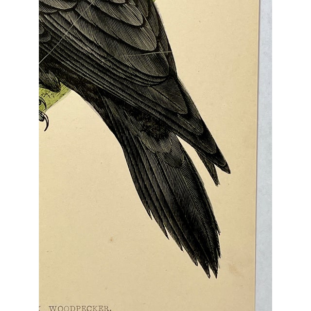 Cream Antique Hand Tinted Bird Print From England Featuring a Majestic Black Woodpecker - Circa 1880 For Sale - Image 8 of 12