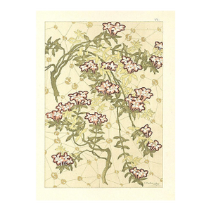 C1900 French Art Nouveau Botanical Design Chromolithograph, Beech Creeper by Habert Dys