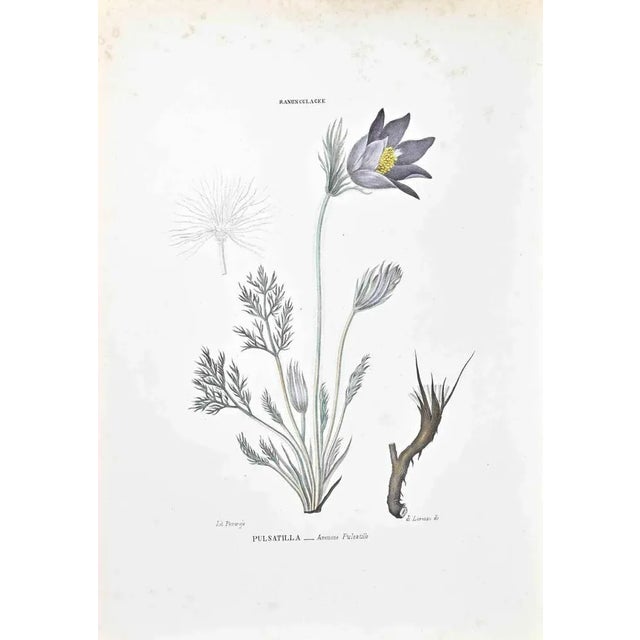 Lithograph hand watercolored. Belongs to the Series "Atlante di Botanica popolare ossia Illustrazione di Piante Notevoli...