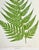 Mid 19th Century Antique Botanical Lithograph of a Fern Print by Edward J. Lowe London c.1867 For Sale - Image 5 of 7