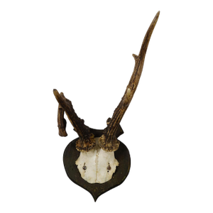 Abnorm Deer Trophy on Turned Plaque, Germany Ca. 1930s