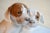 Lovely dog figurine of two pointer puppies in white, brown and grey colored porcelain. Marked with the Royal Copenhagen...