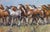 Stampede by Lindsey Bittner Graham | Oil on board Painting of a herd of galloping horses For Sale