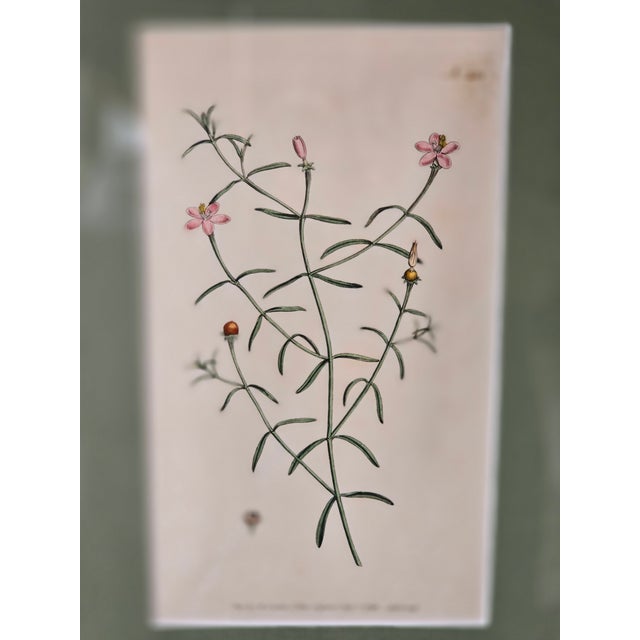 Late 20th Century Framed Botanical Print Trio Wall Art Pink Floral Engraving Style Panels Vintage Inspired For Sale - Image 5 of 6