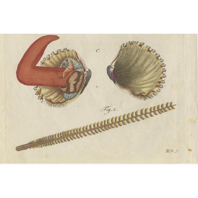 Bertuch, Shipworm and Sea Pen, 1800, Engraving For Sale - Image 6 of 10