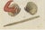 Bertuch, Shipworm and Sea Pen, 1800, Engraving For Sale - Image 6 of 10