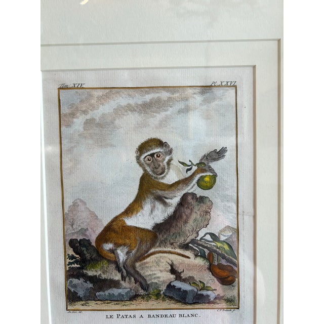 Pair of Antique Hand Colored French Monkey Engravings Reproduction For Sale - Image 4 of 4