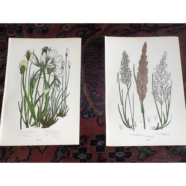 Antique 19th Century Botanical Lithographs - Set of 12 For Sale - Image 4 of 9