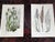 Antique 19th Century Botanical Lithographs - Set of 12 For Sale - Image 4 of 9