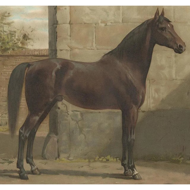 This print was part of the Dutch edition of "Paardenrassen Kunstalbum", a portfolio with 41 lithographed plates based on...