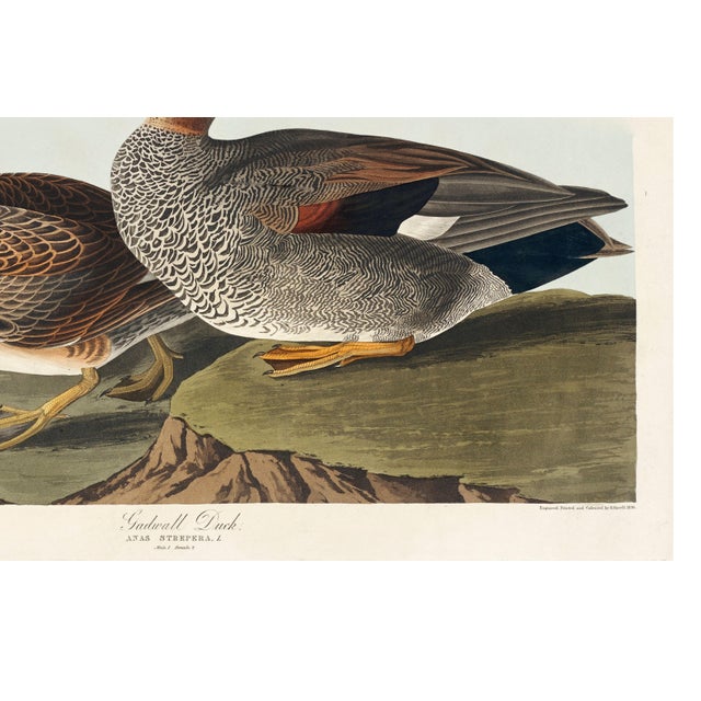 Gadwall Duck, Vintage Art Print Reproduction From Birds of America by John James Audubon, 60" X 40" For Sale - Image 11 of 11