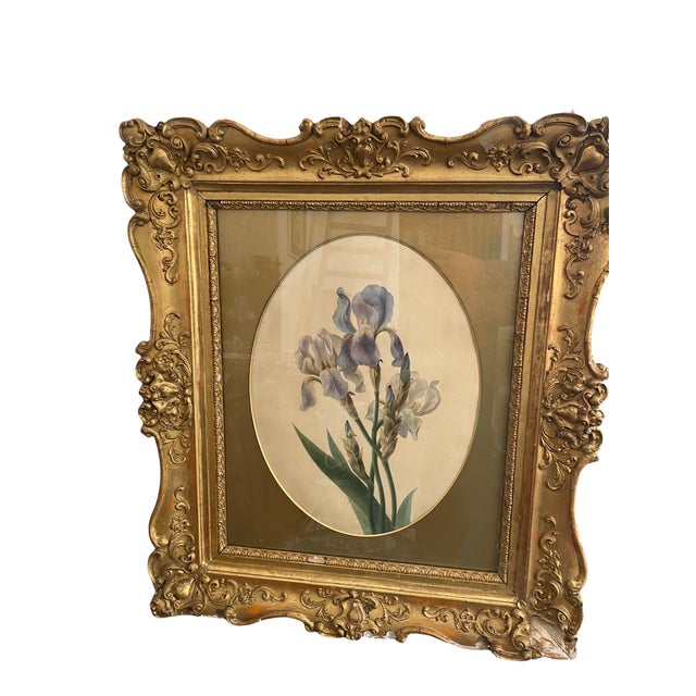 Watercolor by Emily Stackhouse (1811-1870) Schwertlilie (1864) Watercolor / paper Signed below left Good condition...