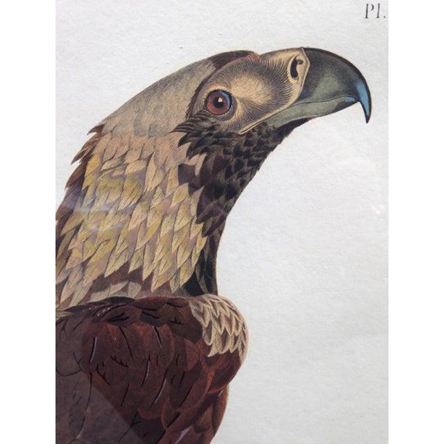 Eagle of Thebes, Large Hand-Colored Engraving from Napoleon’s Description de l’Égypte 1809 A life-size eagle, hand-...