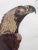 Eagle of Thebes, Large Hand-Colored Engraving from Napoleon’s Description de l’Égypte 1809 A life-size eagle, hand-...