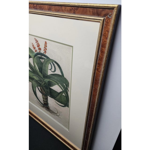 Wood Original Besler Aloe From 1713 Framed For Sale - Image 7 of 9